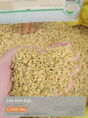 Lúa tròn