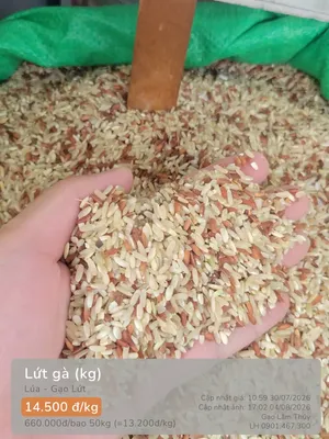 Lứt gà