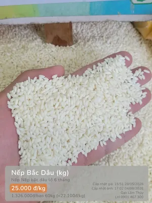 Nếp Bắc Dâu